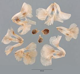   Fruits:   Halogeton glomeratus , with and without persistent perianth; Photo by M. Maher, USDA APHIS PPQ ITP, imageID.idtools.org
